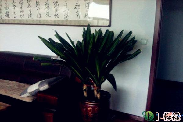 办公室放什么花最旺财