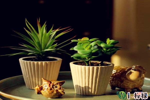 什么绿植可以改风水