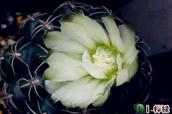 办公室放什么花最旺财