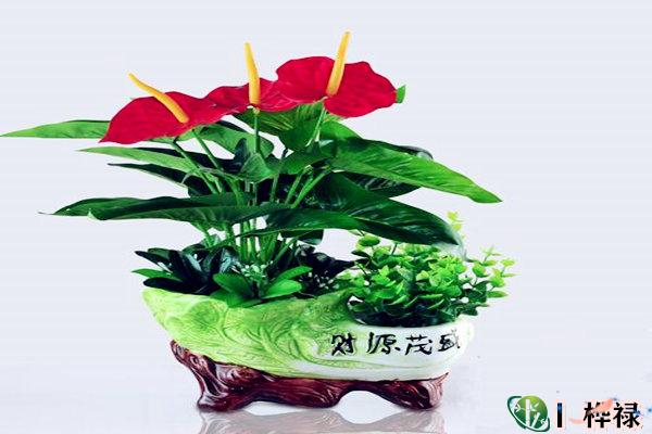 办公室放什么花最旺财