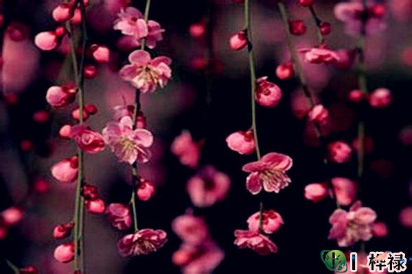 家里摆什么化解烂桃花