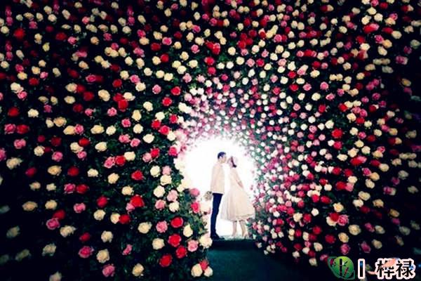 家里摆什么化解烂桃花