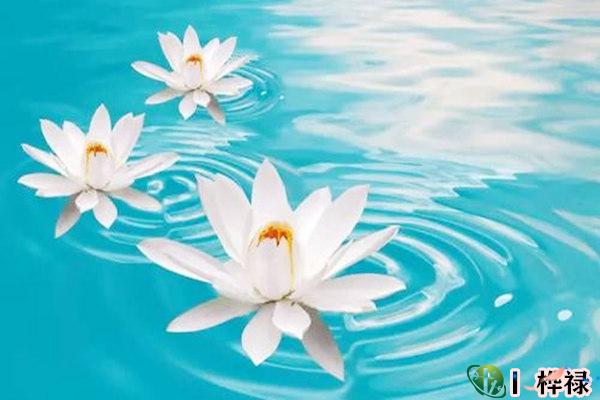 什么叫八字格局清纯