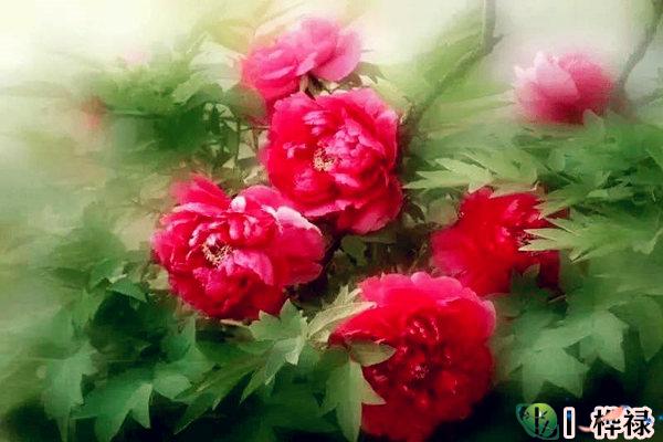 ​女命的好姻缘的八字