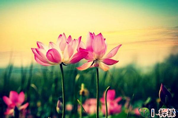 什么贵人能治孤辰寡宿