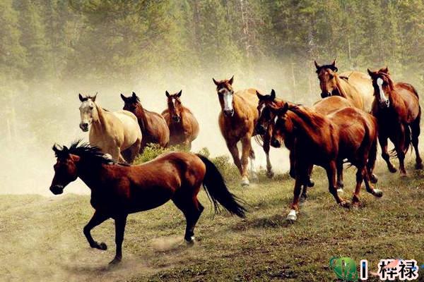 八字带驿马，​驿马的双重性