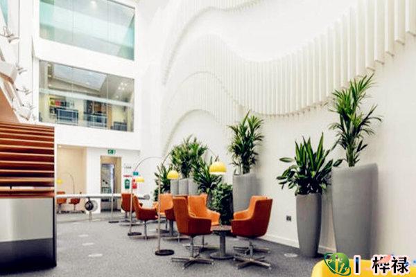 办公室摆放绿植风水