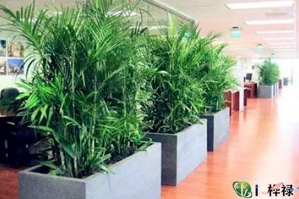 办公室摆放绿植风水