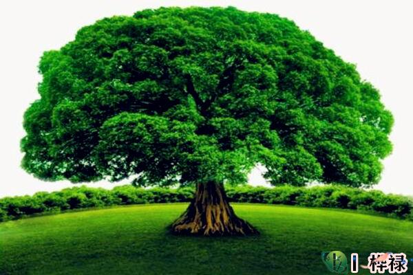 八字五行木详解（内部资料）