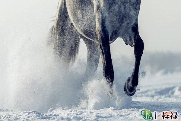 八字带马星的命运