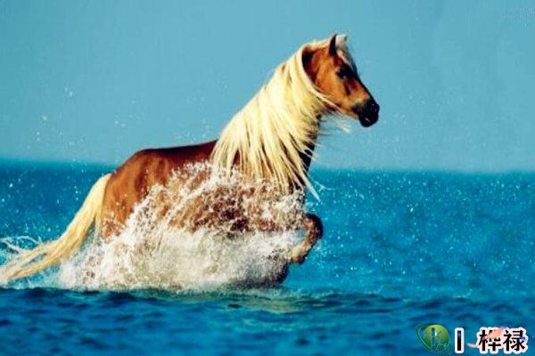 八字马星怎么看