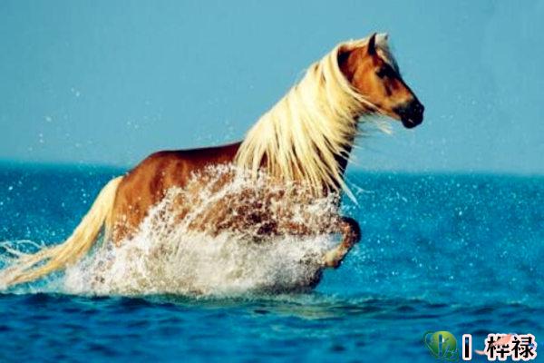 命里有马星是什么意思