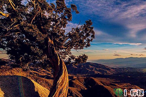 盲派八字乙木日喜忌行运口诀