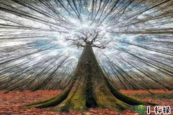 八字甲午日柱命运分析