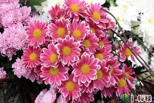 八字桃花入命的命理详解