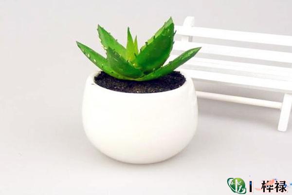 家里养芦荟的风水宜忌