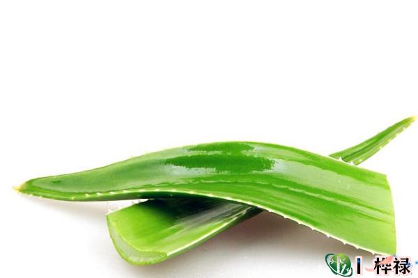 家里养芦荟的风水宜忌