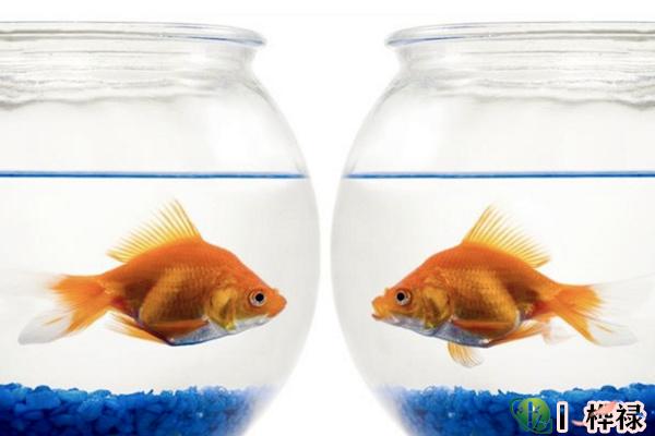 家中养鱼风水注意事项