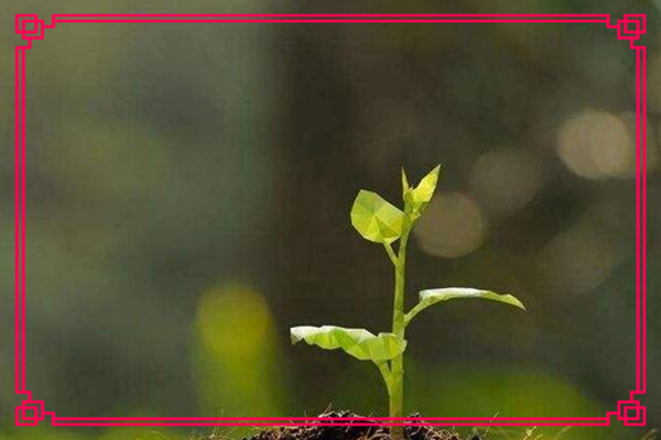 ​八字乙木论命口诀