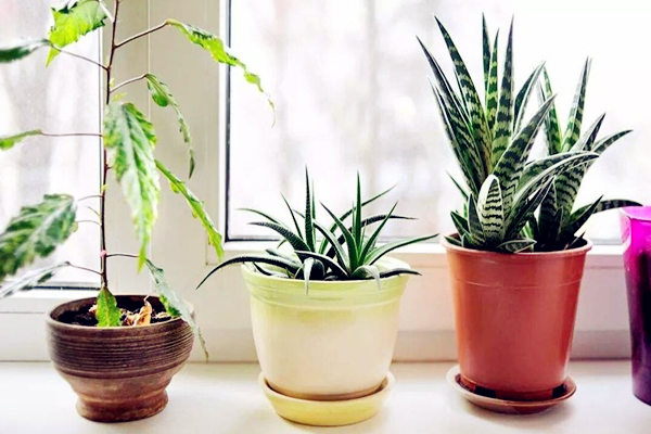 适合家里种植的盆栽有哪些