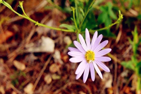 八字​乙木日元如何取格局