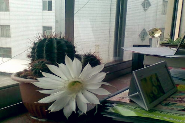 办公室养植物风水禁忌