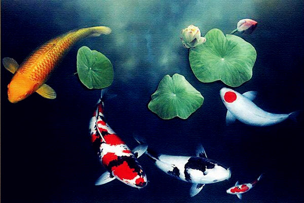 风水中鲤鱼图有什么寓意