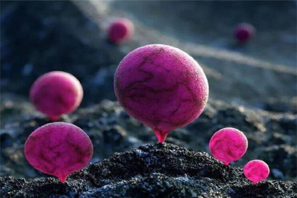 ​植物阴阳风水知识