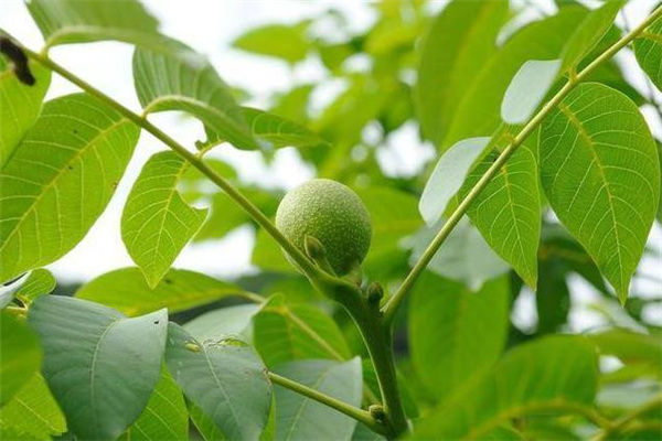 庭院里种核桃树风水讲究