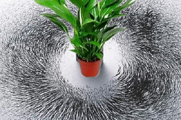 植物风水提升气场