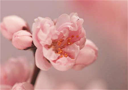 什么样的八字长得帅