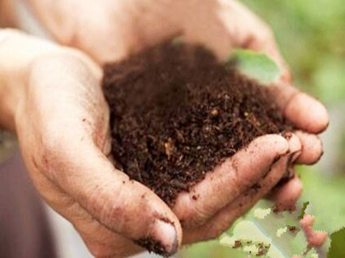 正人君子的八字特征