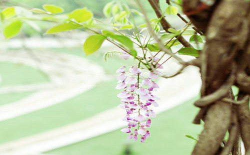 八字正官格的人命好吗