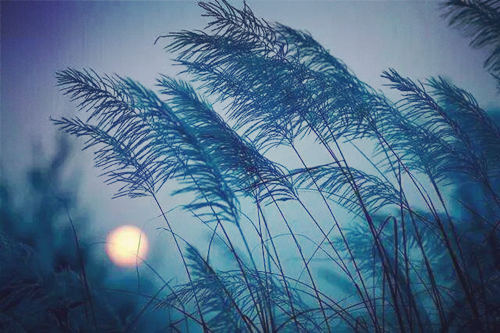 什么八字性格固执