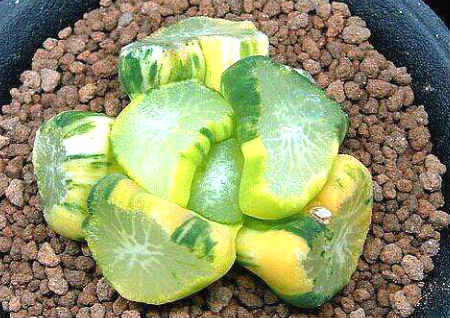 有哪些肉质植物可以招财