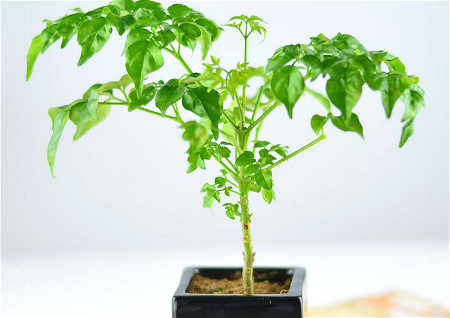 客厅种植幸福树好吗