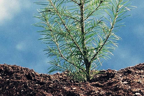 纳音合婚：沙中土命的婚配详解