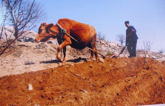 1997年出生的人是什么命