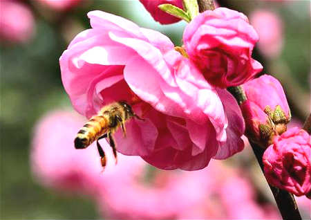 有哪些植物可以招桃花,桃花位的方位查找方法