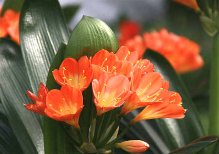 君子兰的风水功效