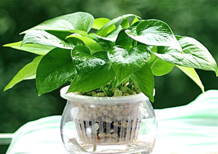 绿萝卜放置风水禁忌