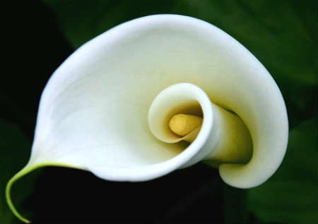 马蹄莲的风水功效有哪些