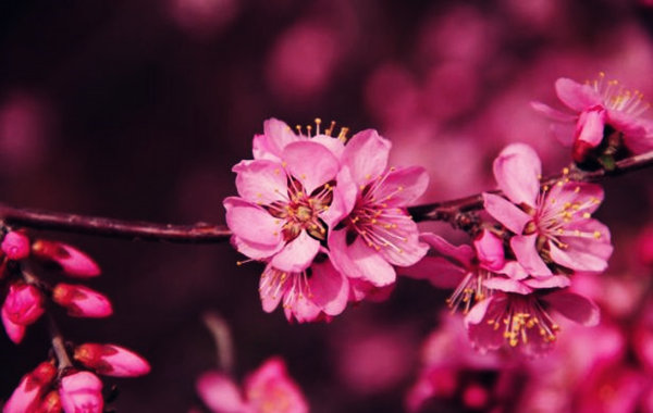 八字看你命中带的是哪种桃花