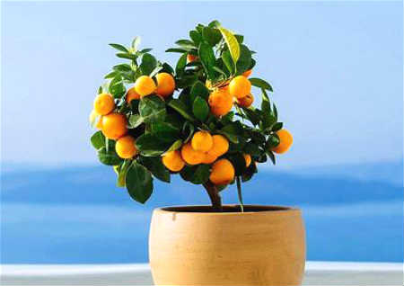 ​常见的辟邪植物有哪些