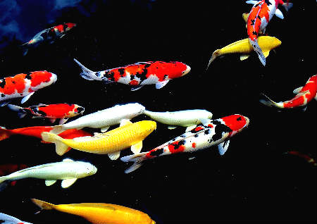 算命配偶的颜值