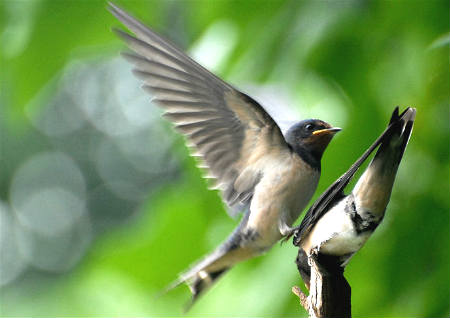 动物入宅风水吉凶好坏