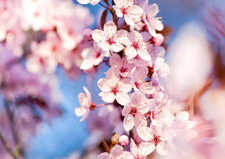 家里旺桃花运风水