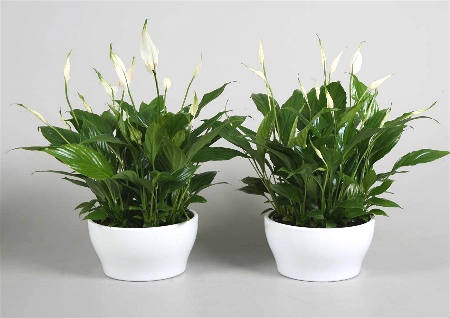 客厅摆什么植物好