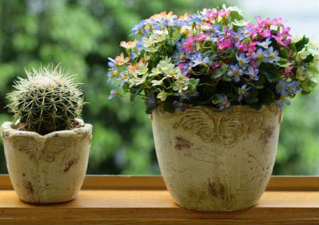 ​家里养花风水禁忌