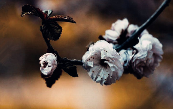 什么样的八字人品好(什么八字的人人品好)